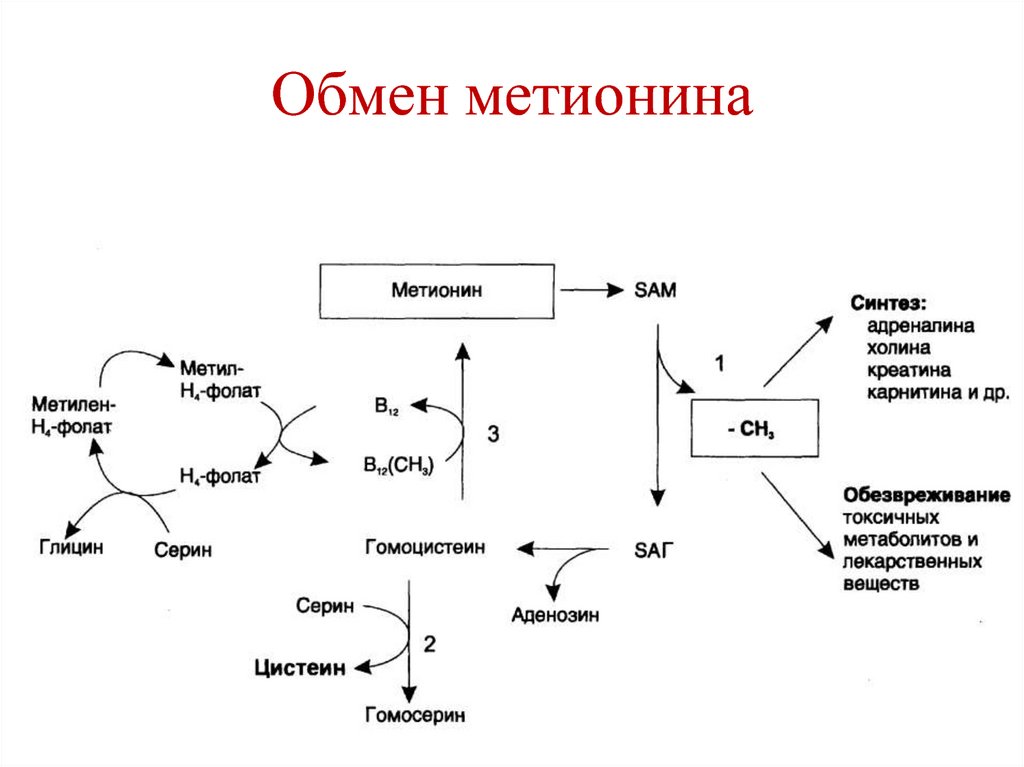 Метанин. Схема обмена метионина. Синтез активной формы метионина. Реакции синтеза цистеина из метионина. Схема синтеза метионина.