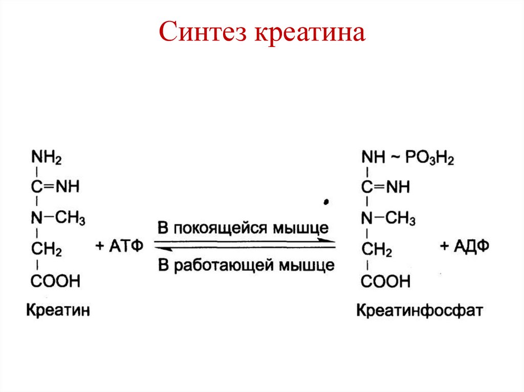 Креатин функции. Синтез креатина и креатинфосфата биохимия. Реакция образования креатина. Креатин формула Синтез.