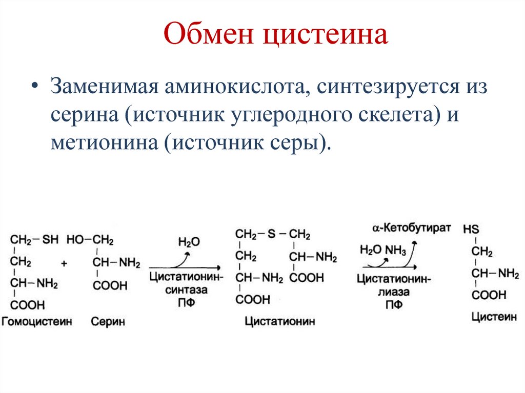 Метанин. Глутатион Синтез из цистеина. Реакции синтеза цистеина из метионина. Специфические пути обмена цистеина схема. Функции цистеина биохимия.