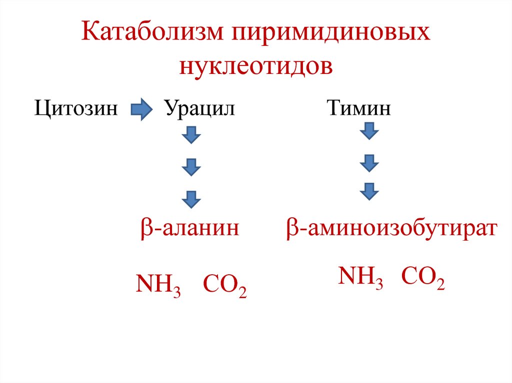 Схема катаболизма пиримидиновых нуклеотидов