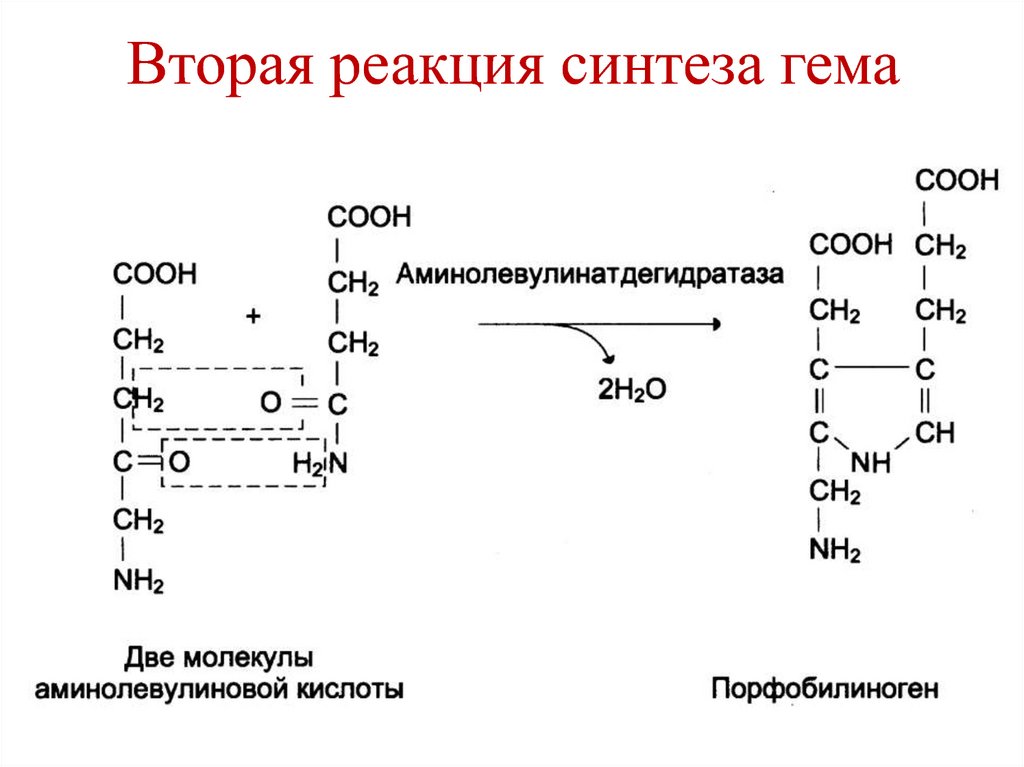 Схема синтеза гема из порфобилиногена