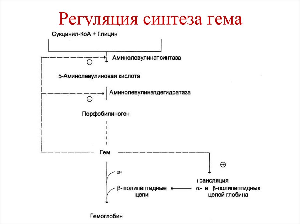 Синтез гему. Схема регуляции синтеза гема. Регуляция синтеза гемоглобина. Регуляция синтеза гема биохимия. Регуляция синтеза гема и гемоглобина.
