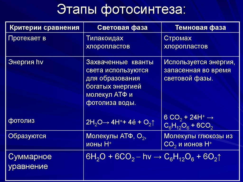 Темновая фаза реакции. Темновая фаза фотосинтеза процессы. Этапы фотосинтеза таблица 9 класс биология. Основные процессы фаз фотосинтеза. Фазы фотосинтеза таблица 9 класс биология.