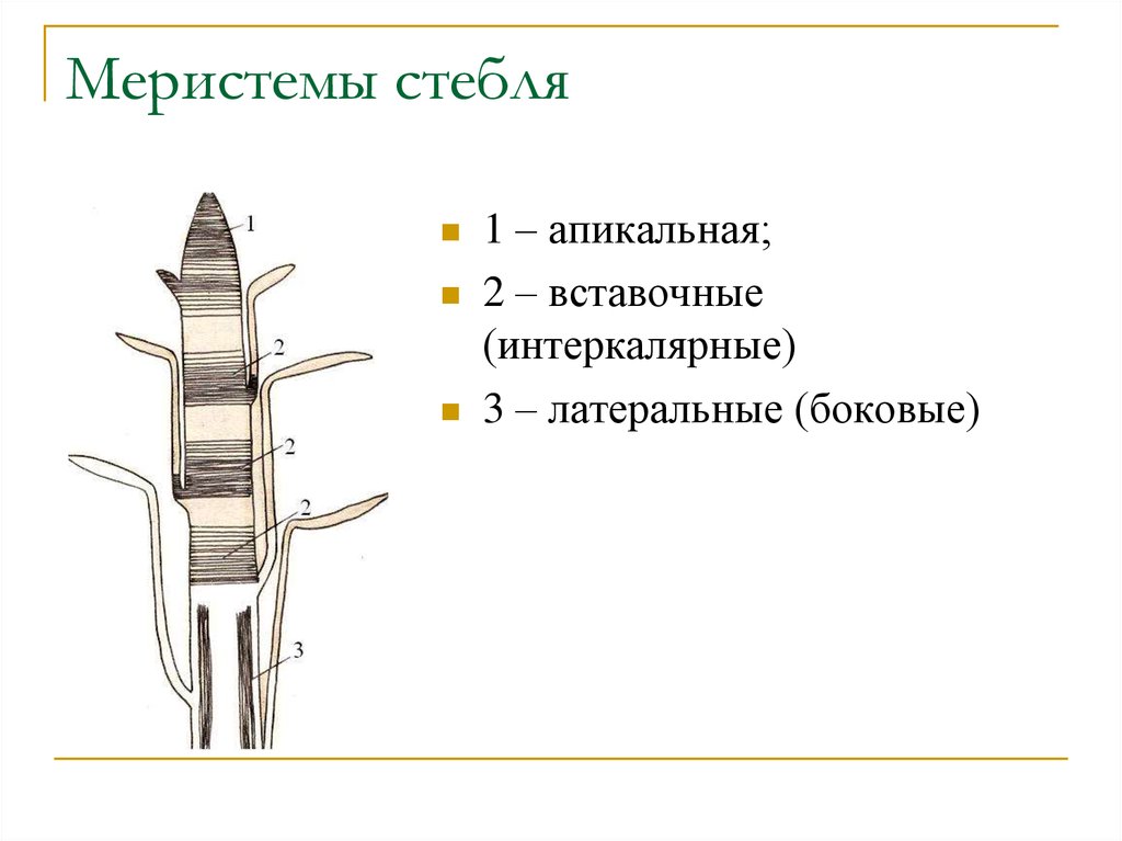 Образовательная ткань в стебле