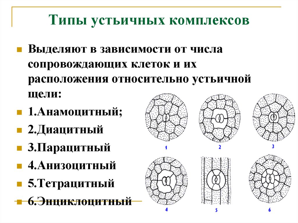 Соответствие типов растительной ткани