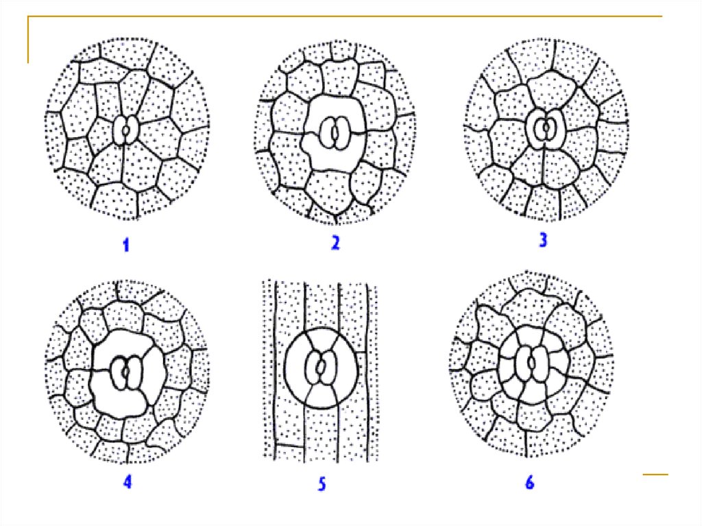 Какая растительная ткань обозначена. Опорные образования растений. Опорные образования растений рисунок. Опорные образования у растений что это такое 6 класс. Сшивки кремния у растений.