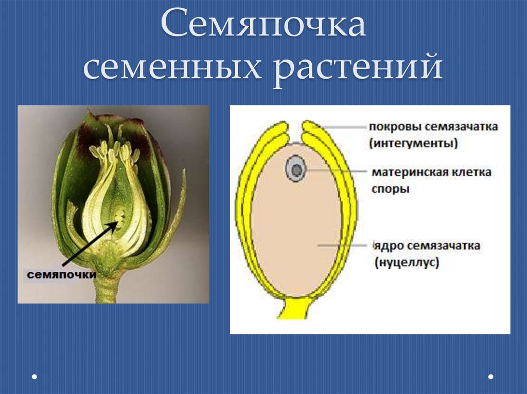 Орган растений развивающийся из семязачатка