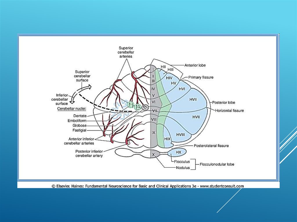 Узлы мозга. Мозжечок пути и ядра схема. Кровоснабжение мозжечка схема. Пути мозжечка схема. Тракты мозжечка.