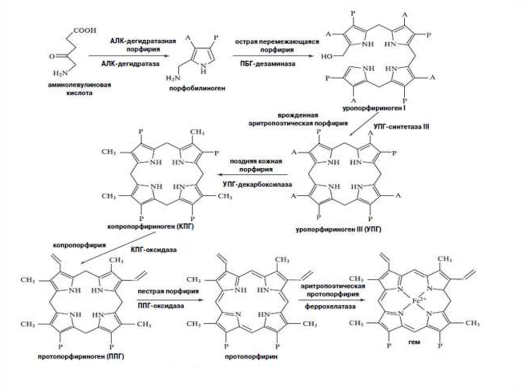 Синтез гему. Схема реакций синтеза гема. Синтез гема биохимия схема. Биосинтез порфиринов гема. Синтез гема с формула ферментов.