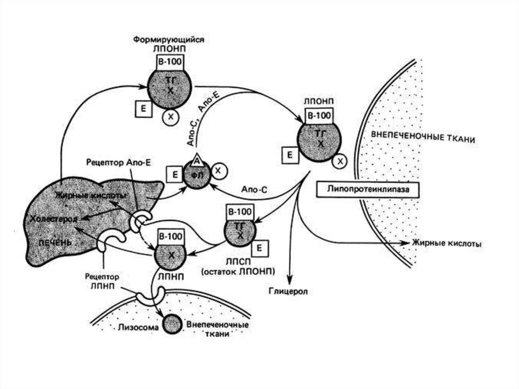 Схема обмена липопротеинов