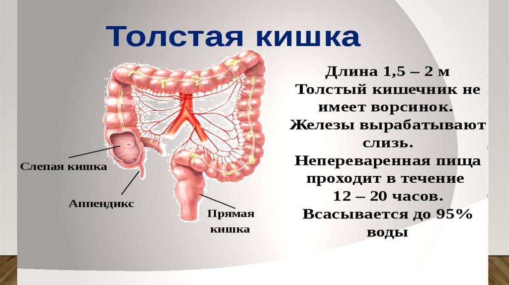 Всасывание питательных веществ в кровь презентация. Пищеварение в кишечнике всасывание питательных веществ 8 класс. Интересные факты о пищеварении. Всасывание питательных веществ в кровь.