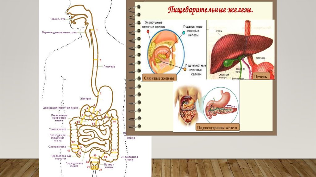 Презентация пищеварительная система 8 кл