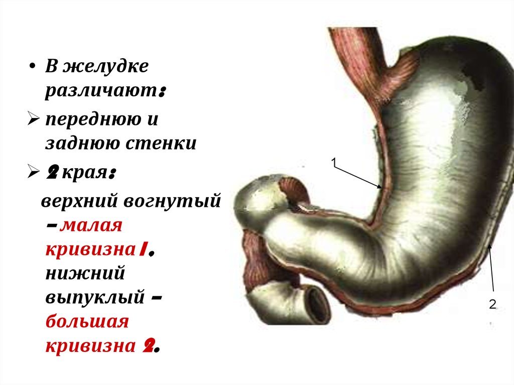 2 пищевод. Серозная оболочка желудка. Оболочки стенки желудка анатомия. Строение серозной оболочки желудка. Желудок анатомия кардиальное отверстие.