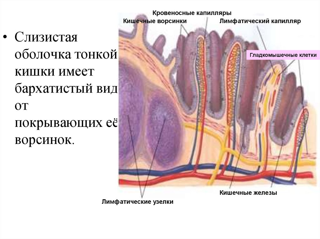 Функция ворсинок тонкого кишечника