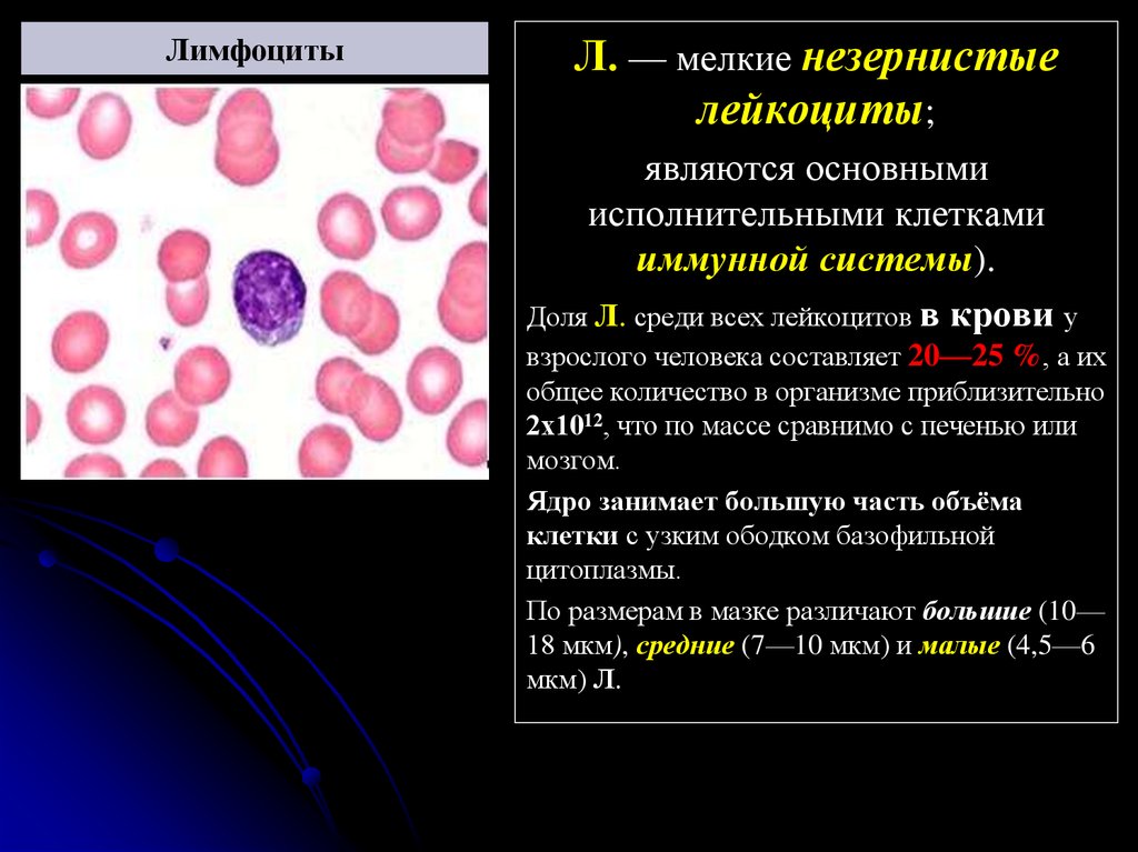 Отсутствие лимфоцитов. Лимфоциты малые средние и большие. Форма ядра лимфоцитов. Большие лимфоциты. Малый лимфоцит.