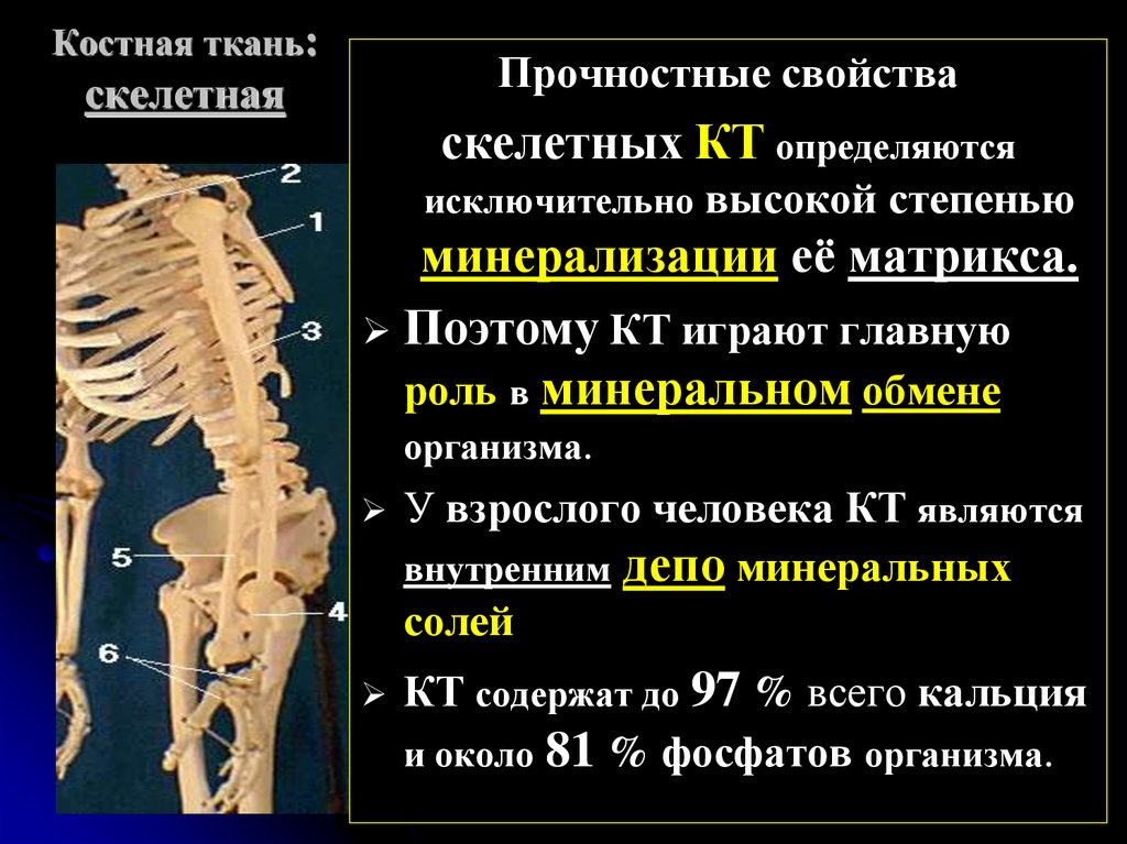 Костная ткань обладает свойствами