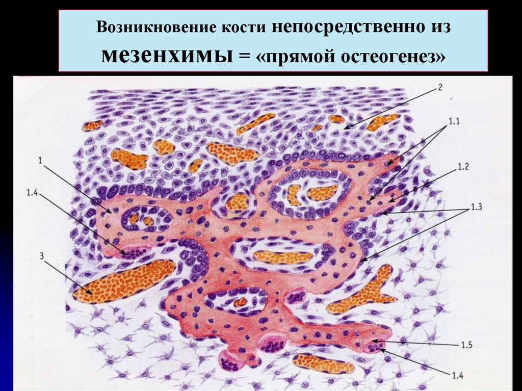 Мезенхима. Производные мезенхимы гистология. Ткань внутренней среды (опорно трофические ткани ). Что из мезенхимы. Развитие кости из мезенхимы прямой остеогенез.