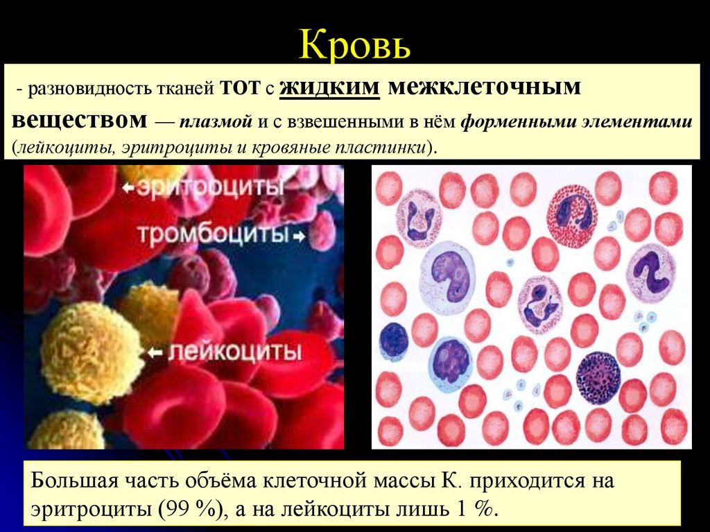 Кровь это жидкая ткань. Ткань внутренней среды (опорно трофические ткани ). Соотношение эритроцитов и лейкоцитов. Эпорнотрофические ткани. Ткани внутренней среды кровь.
