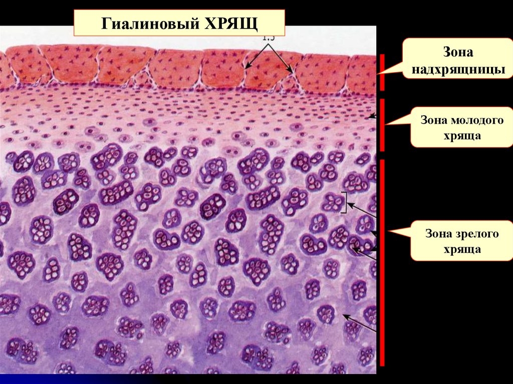 Опорная ткань. Надхрящница гиалинового хряща. Надхрящница гистология. Хрящевая ткань гистология гиалиновый хрящ. Гиалиновый хрящ латынь.
