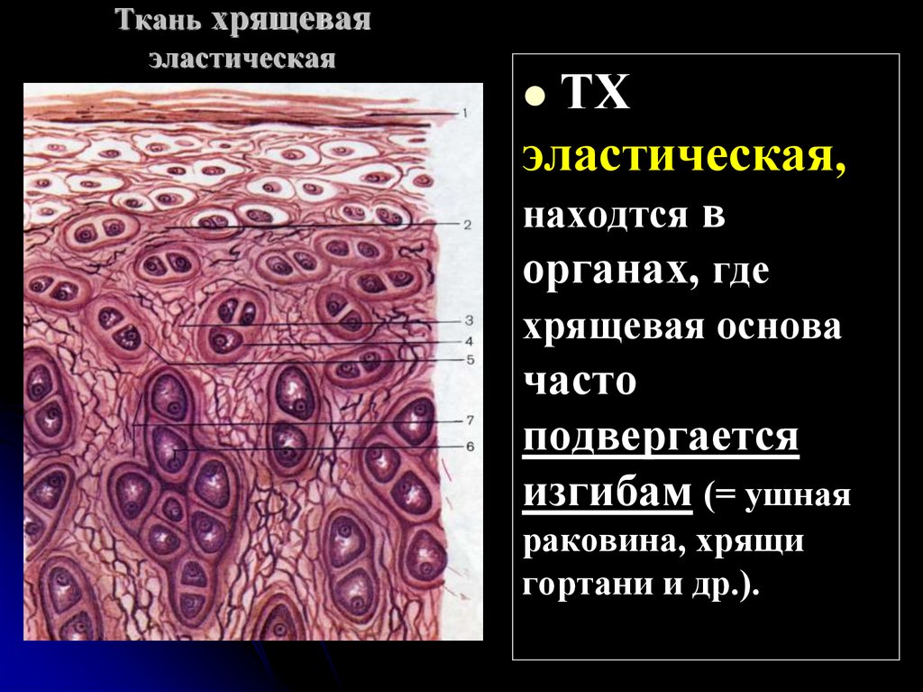 Хрящевая ткань презентация