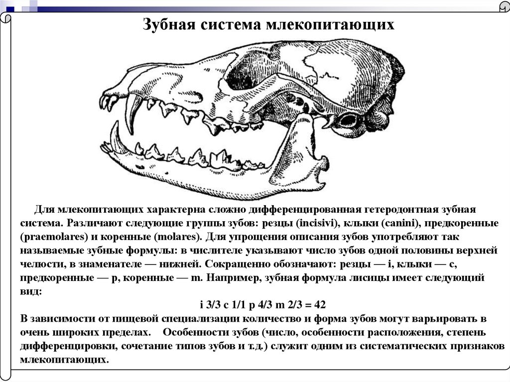 Особенности строения скелета черепа млекопитающих. Строение зубной системы млекопитающих. Строение зубной системы по отряда млекопитающих. Строение млекопитающих 7 класс биология череп. Зубная система млекопитающих анатомия.