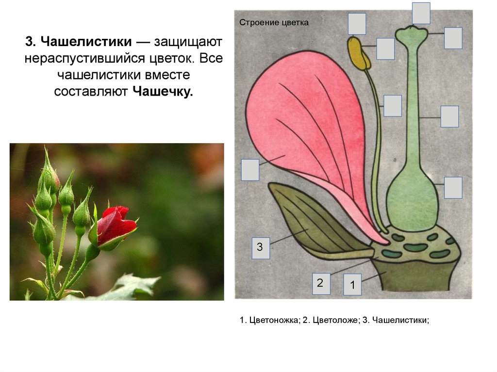 Чашечка представлена