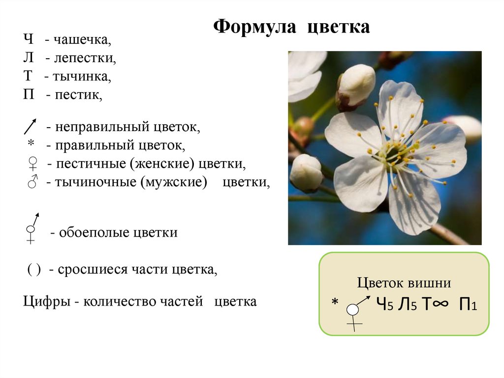 Какие отношения складываются между вишней и пчелой. Строение цветка яблони биология. Формула цветка ч5 л5 т8 п8. Формула цветка. Формула цвета.