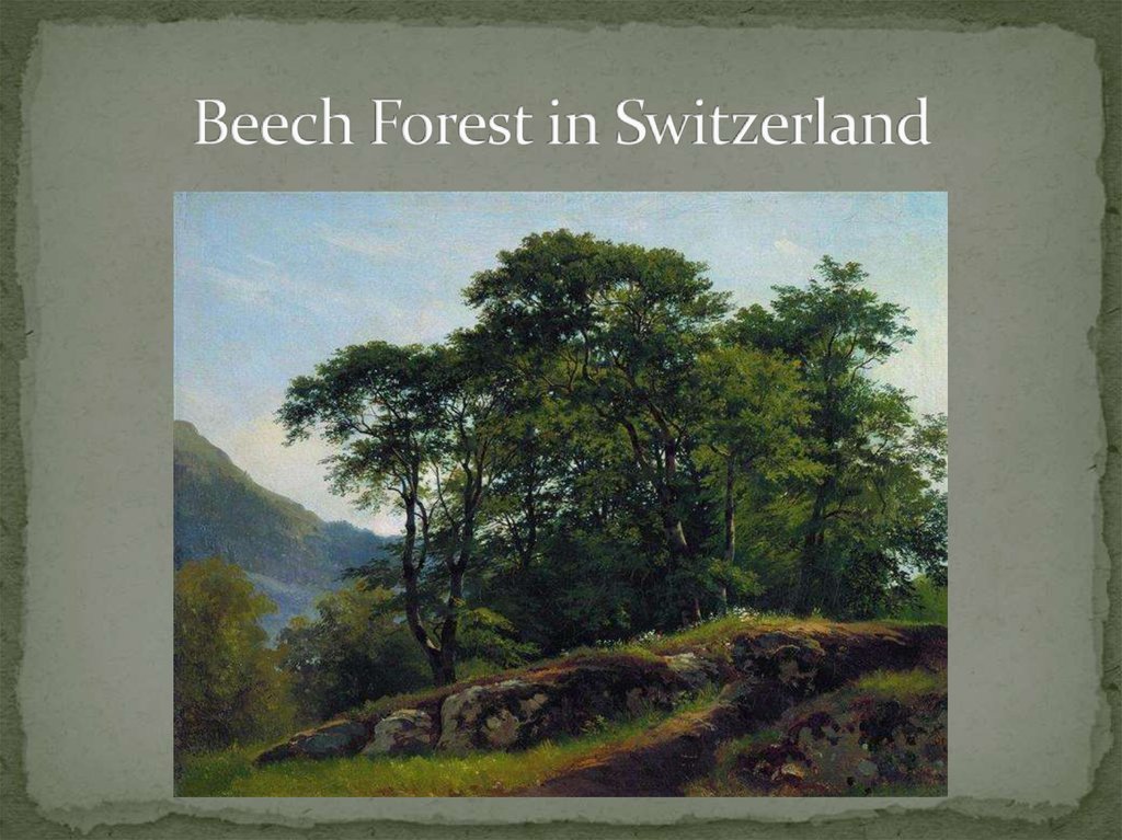 Beech Forest in Switzerland