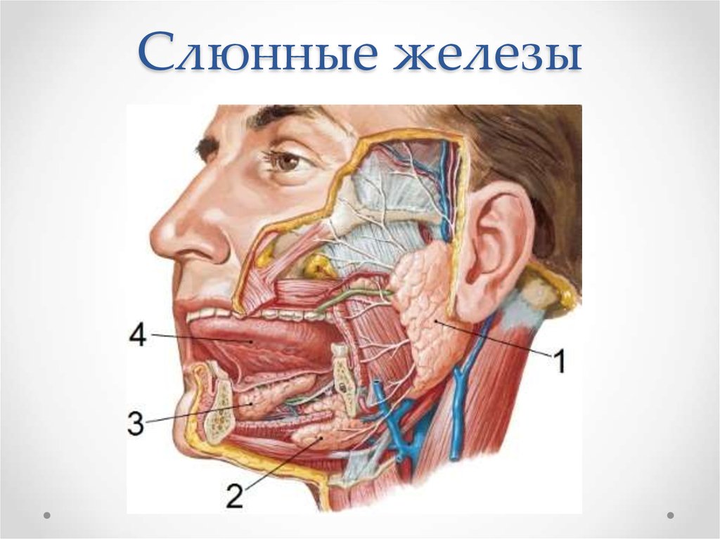 Нервы околоушной слюнной железы. Топографическая анатомия челюстно-лицевой области. Мышечный аппарат челюстно-лицевой области. Проток околоушной железы анатомия. Увеличение околоушной железы