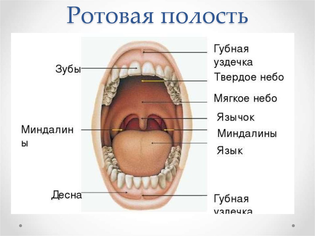 Где находится рот. Строение ротовой полости миндалины. Строение ротовой полости сбоку. Строение ротовой полости схема. Строение ротовой полости человека анатомия.