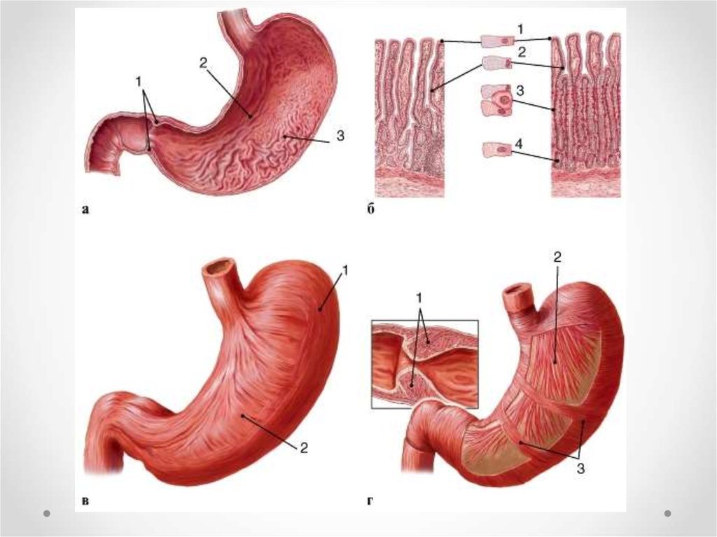 Слизистой оболочки желудка признаки. Пилорический сфинктер желудка анатомия. Оболочки стенки желудка анатомия. Мышечная оболочка желудка анатомия. Слои мышечной оболочки желудка.