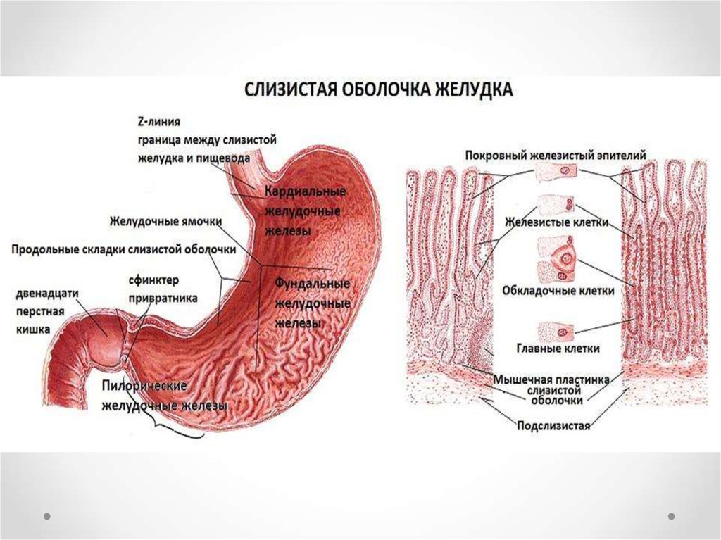 Слизистая оболочка желудка содержит. Слизистая оболочка желудка строение. Строение слизистой оболочки желудка. Строение слизистой оболочки ЖКТ. Оболочки стенки желудка анатомия.