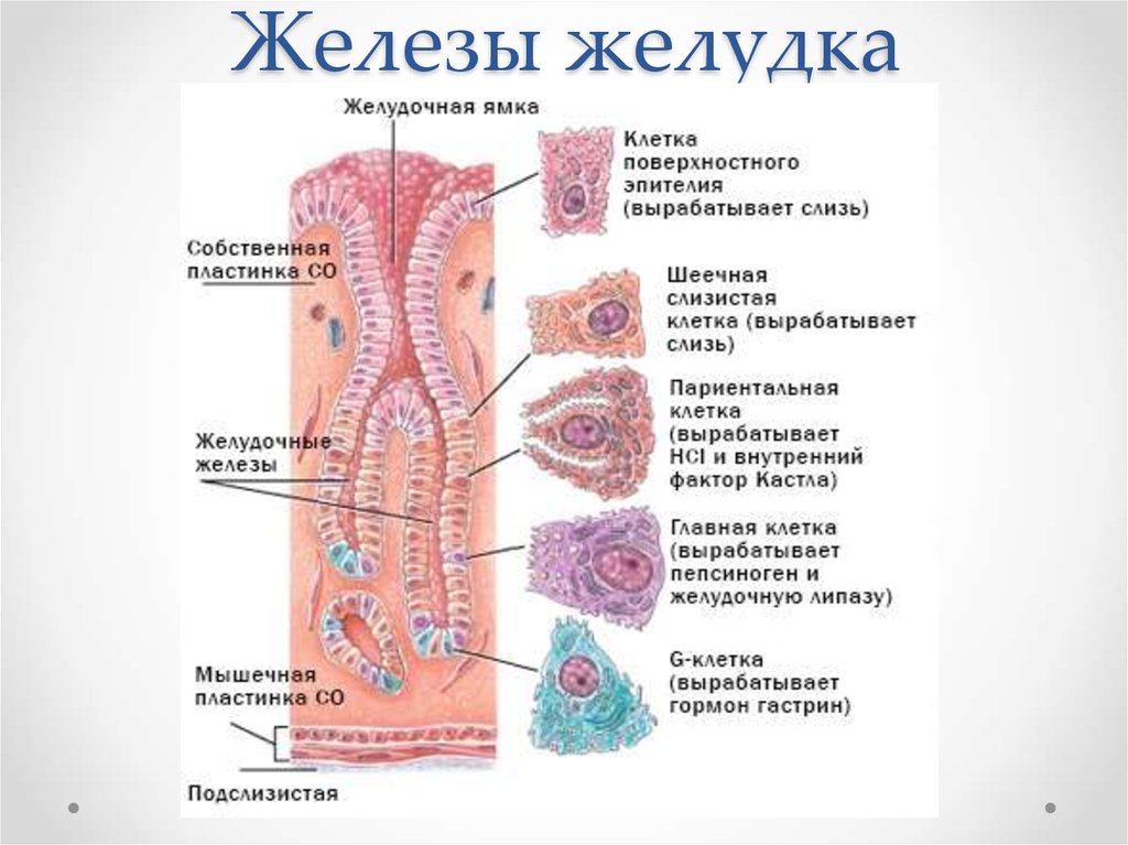 Железы желудка строение. Секреторные железы клетки желудка. Желудочные железы строение и функции. Клетки собственных желез желудка и их функции.