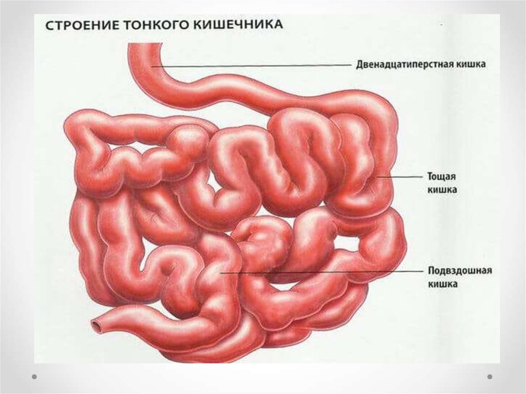 Подвздошная кишка картинка