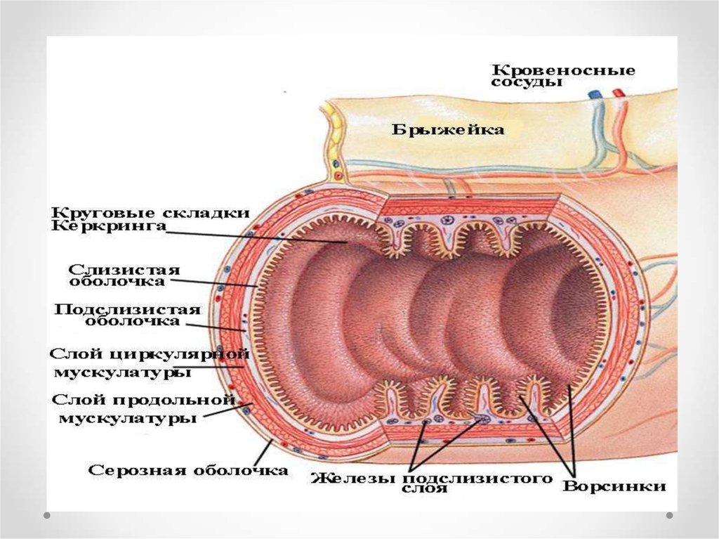 Схема поперечного среза стенки трубчатого органа