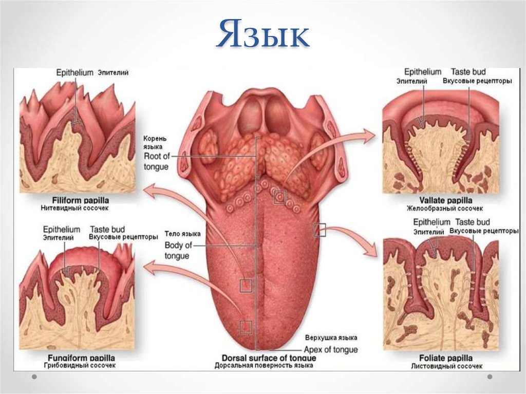 Где находится корень языка у собаки фото