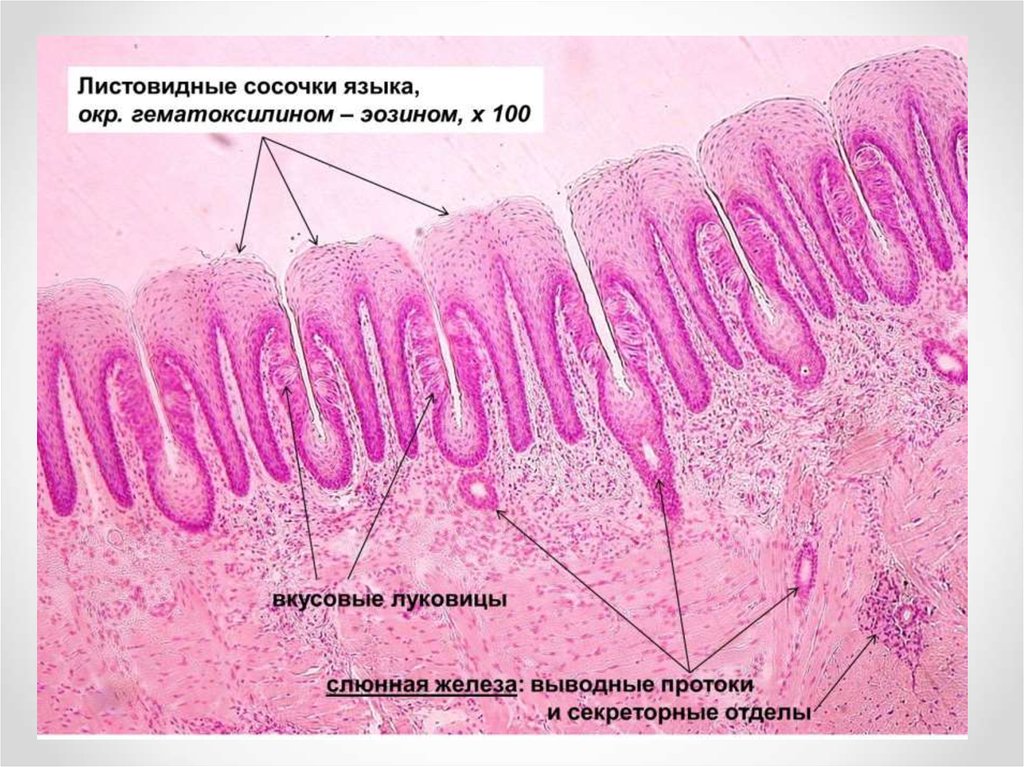 Нитевидные сосочки фото