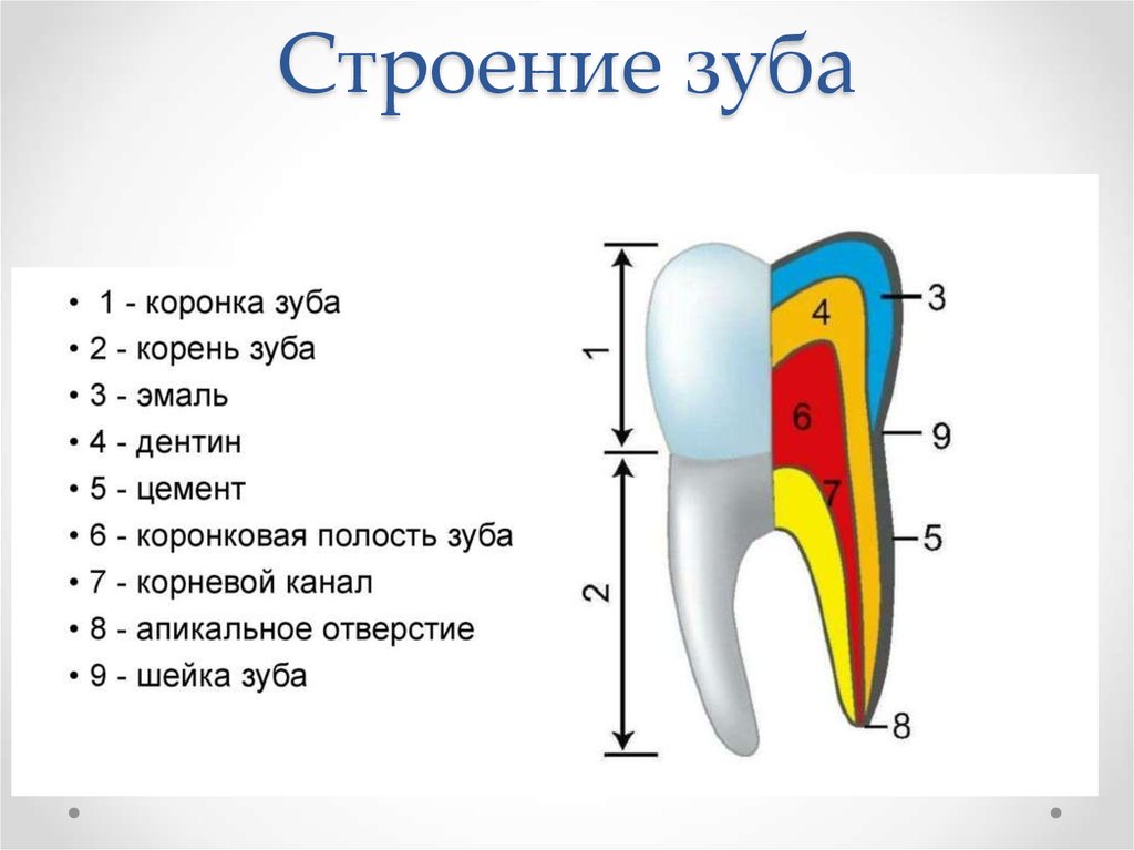 Какие части у зуба. Схема анатомического строения зуба. Схема внутреннего строения зуба. Строение зуба человека схема анатомия. Схема зуба биология 8 класс.