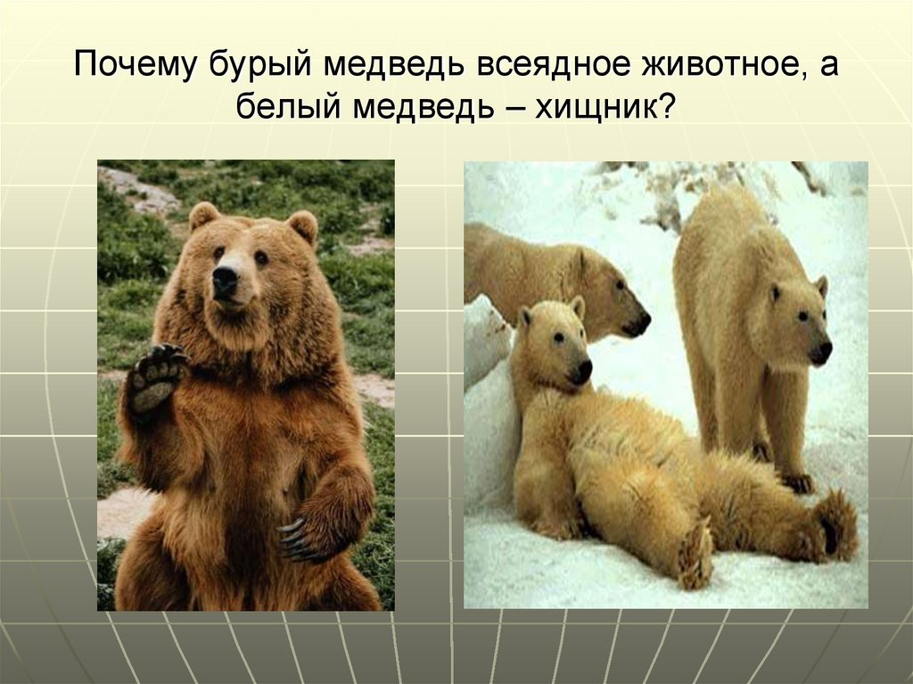 Почему 2 медведя. Медведь всеядное животное. Медведь группа животных. Бурый медведь всеяден. Белый медведь всеядный или хищник.