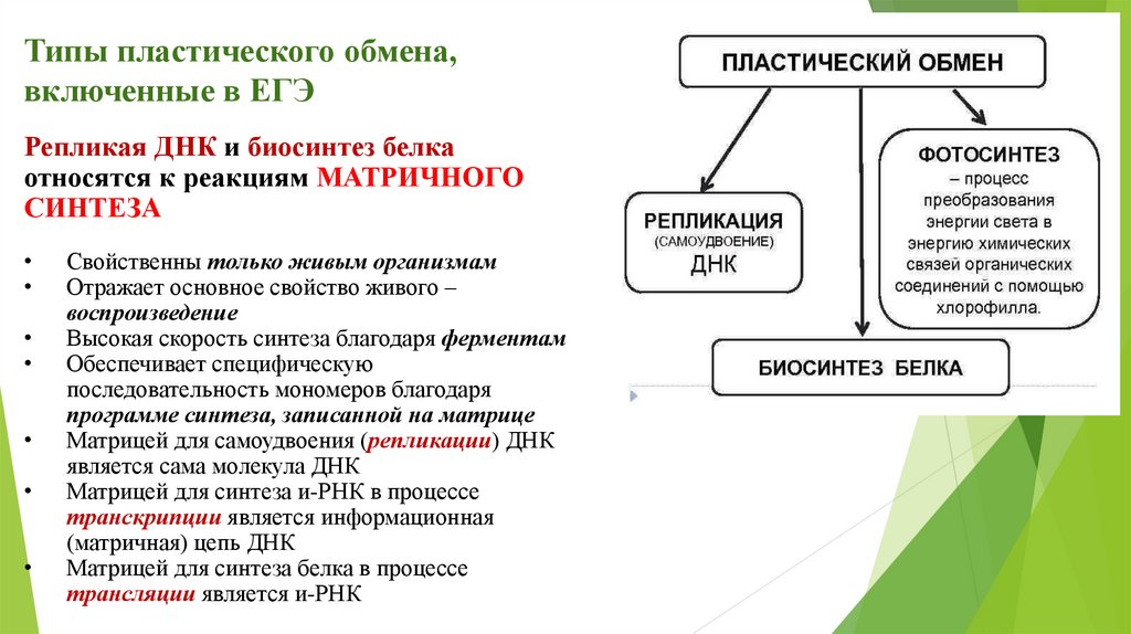 Каково основное значение пластического обмена