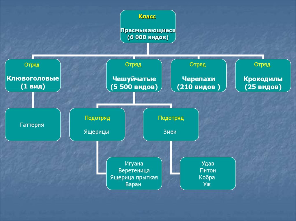 Вид отряд. Классы отряды виды. Виды подотрядов. Дыхание отряда чешуйчатые.
