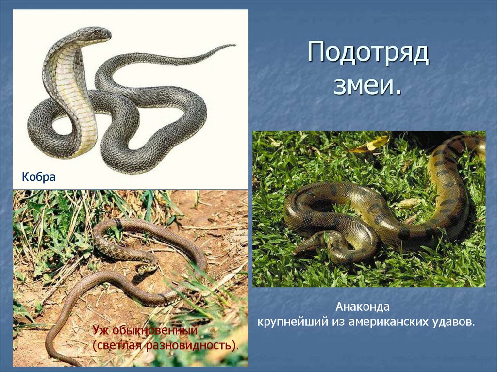 Какая среда обитания у змей. Подотряд змеи. Представители отряда змеи. Подотряд змеи представители. Отряд чешуйчатые подотряд змеи представители.
