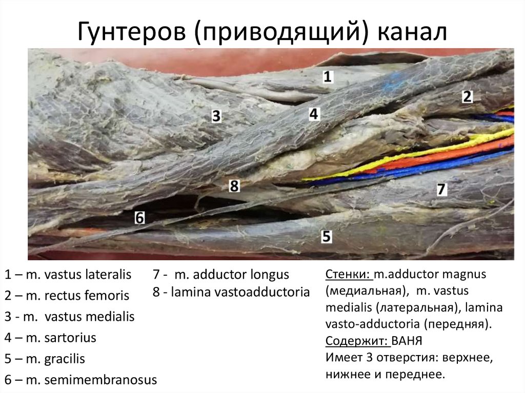 Содержимое приводящего канала. Бедренно подколенный канал анатомия. Приводящий канал топография. Приводящий канал гунтеров канал. Приводящий канал отверстия.