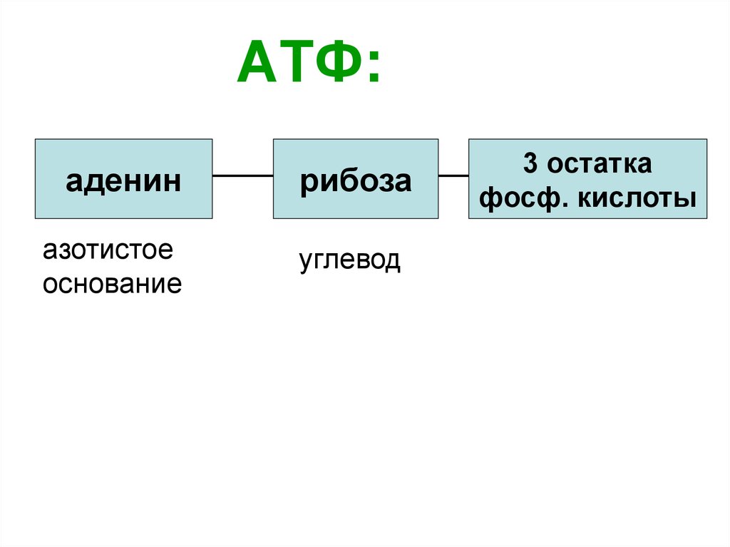 Аденин рибоза три остатка. Азотистое основание АТФ. Аденин в АТФ. Рибоза в АТФ. Строение АТФ азотистое основание углевод кислота.