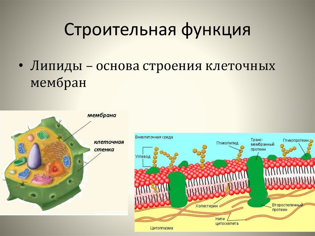 Клеточные стенки содержащие выполняют опорную. Углеводы клеточных стенок. Органические вещества клетки липиды. Олигосахариды это в клеточной стенке. Строительная функция клетки.