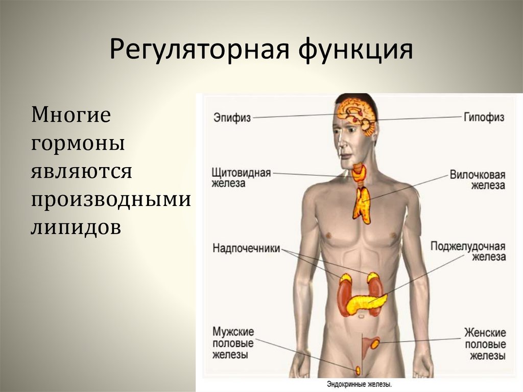 Производное железы