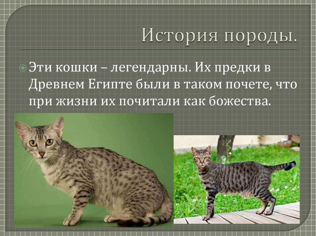 Презентация кошки