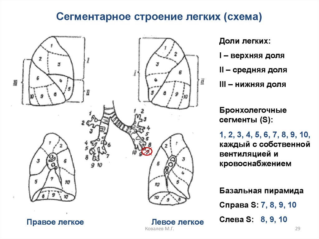 Доли и сегменты легкого. Сегментарное строение легких. Топографическая анатомия легких доли сегменты. Строение легкого доли. Сегментарное строение легких схема