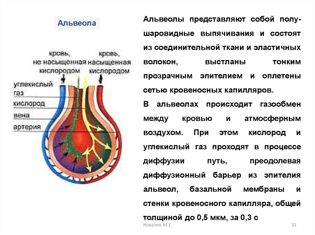 Стенки осуществляется газообмен