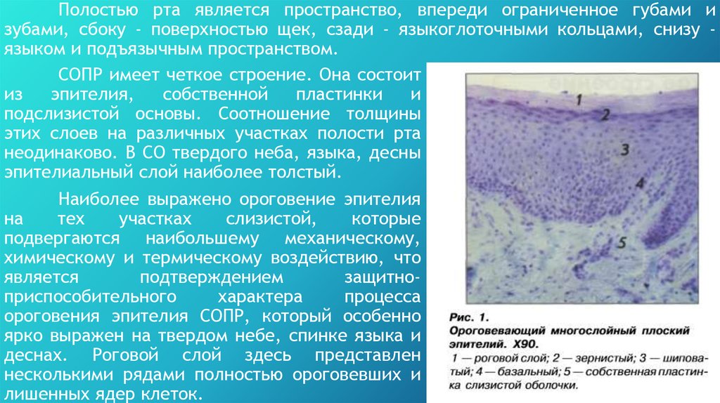 Вирусные заболевания сопр презентация